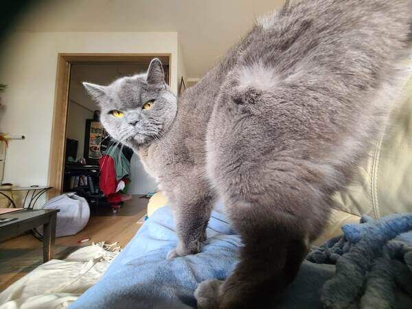 Henry the gray cat standing on top of me as I lie on the sofa. His butt is faced towards the camera and he is looking over his shoulder and glaring at me with his yellow eyes
