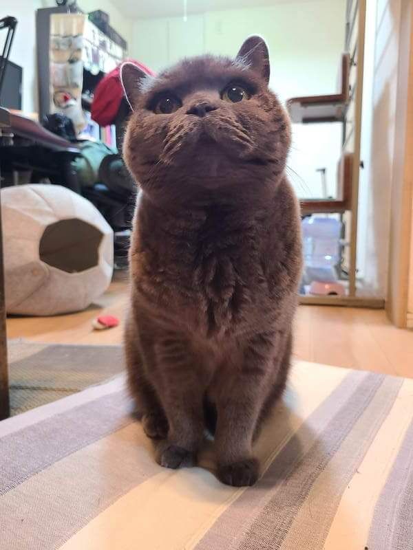 Henry the gray cat sitting upright and looking up above the camera person